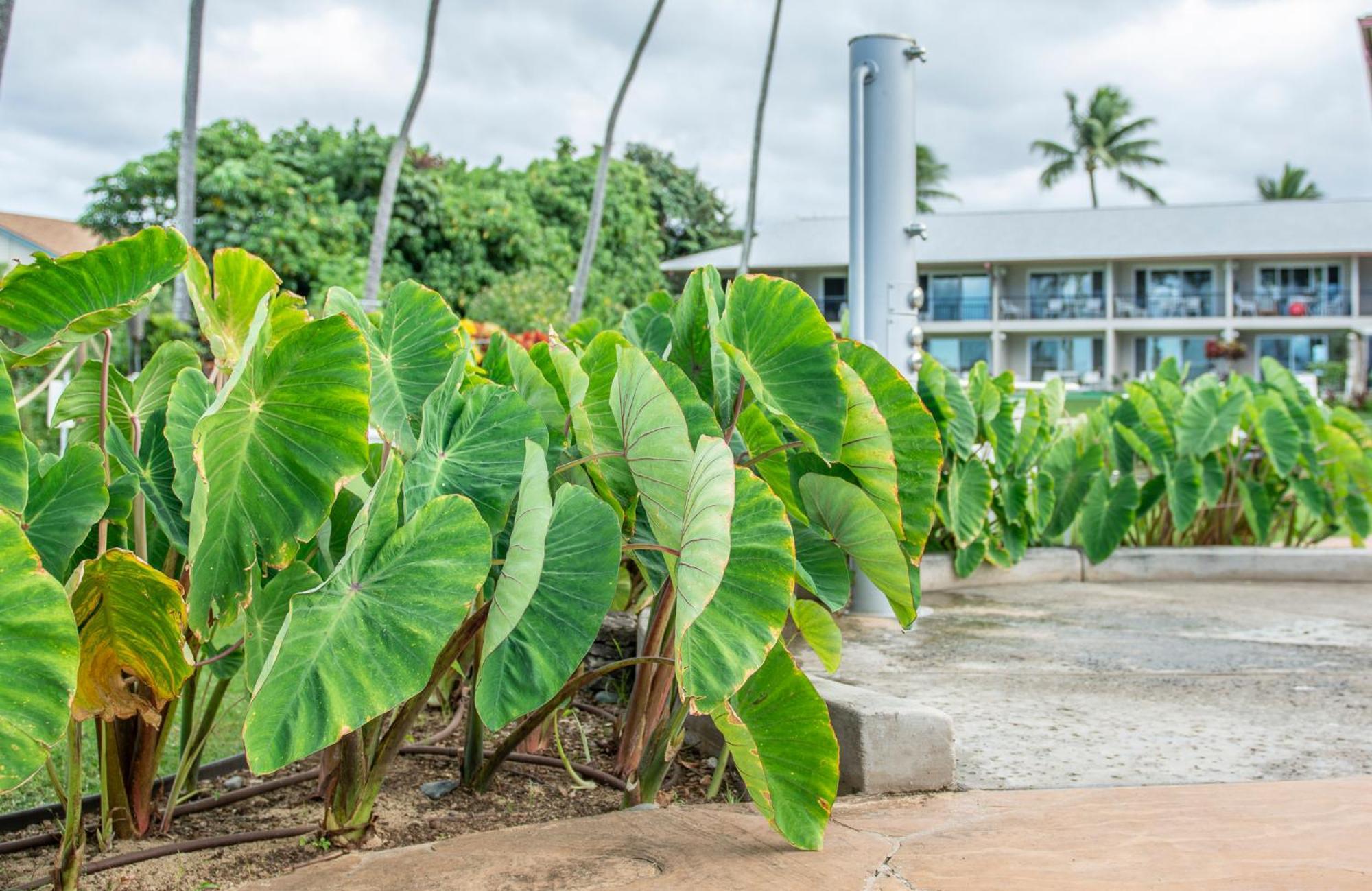 Napili Surf Beach Resort By Castle Kapalua Dış mekan fotoğraf
